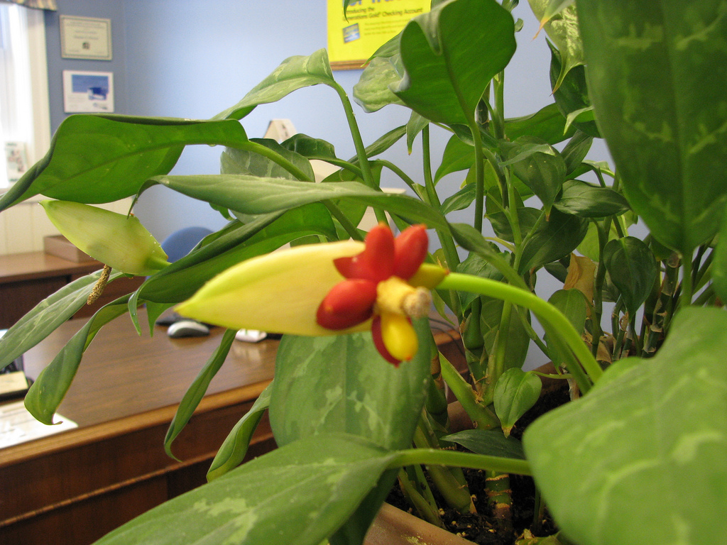 Silver Queen , Aglaonema commutatum